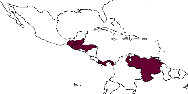 map of Rasopone minuta     (MacKay & MacKay, 2010)
